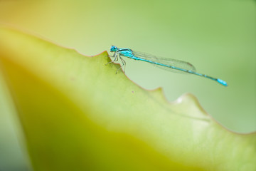 close up dragonfly on leaves