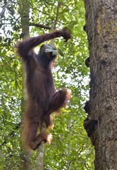 Great Ape on the tree. Central Bornean orangutan ( Pongo pygmaeus wurmbii ) in natural habitat. Wild nature in Tropical Rainforest of Borneo.