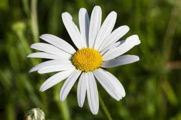White daisies, close-up