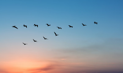 Obraz premium Pelicans over bright sunset