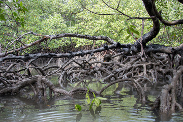 roots of mangrove