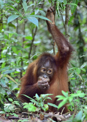 Central Bornean orangutan ( Pongo pygmaeus wurmbii ) in natural habitat. Wild nature in Tropical Rainforest of Borneo. Indonesia