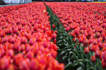 Netherlands (Holland)