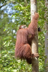Great Ape on the tree. Male of Central Bornean orangutan ( Pongo pygmaeus wurmbii ) in natural habitat. Wild nature in Tropical Rainforest of Borneo.