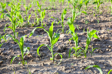 green leaves of corn