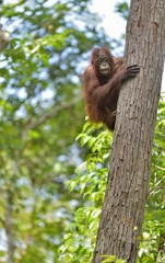 Central Bornean orangutan ( Pongo pygmaeus wurmbii ) on the tree in natural habitat. Wild nature in...