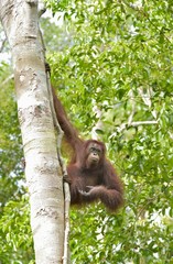 Great Ape on the tree. Central Bornean orangutan ( Pongo pygmaeus wurmbii ) in natural habitat. Wild nature in Tropical Rainforest of Borneo.