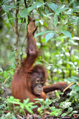 Central Bornean orangutan ( Pongo pygmaeus wurmbii ) in natural habitat. Wild nature in Tropical Rainforest of Borneo. Indonesia