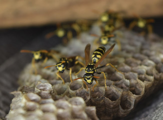 Wasp nest with wasps sitting on it.