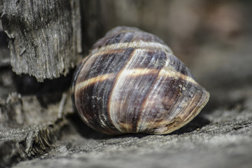 Sink a large snail