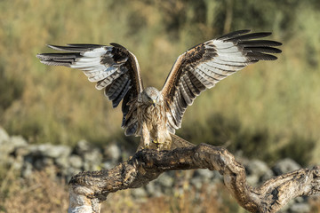 Red Kite