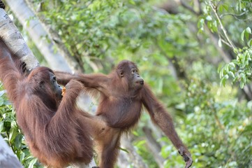 Central Bornean orangutan ( Pongo pygmaeus wurmbii ) in natural habitat. Wild nature in Tropical Rainforest of Borneo. Indonesia