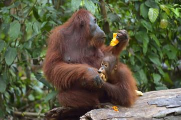 Mother orangutan and cub  eating. In a natural habitat area. Bornean orangutan (Pongo  pygmaeus wurmbii) in the wild nature. Rainforest of Island Borneo. Indonesia. © Uryadnikov Sergey