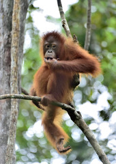 Mother orangutan and cub in a natural habitat. Bornean orangutan (Pongo  pygmaeus wurmmbii) in the wild nature. Rainforest of Island Borneo. Indonesia.