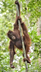 Central Bornean orangutan ( Pongo pygmaeus wurmbii ) on the tree in natural habitat. Wild nature in Tropical Rainforest of Borneo. Indonesia