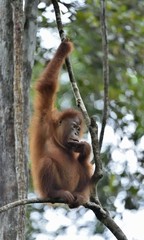 Central Bornean orangutan ( Pongo pygmaeus wurmbii ) on the tree in natural habitat. Wild nature in Tropical Rainforest of Borneo. Indonesia