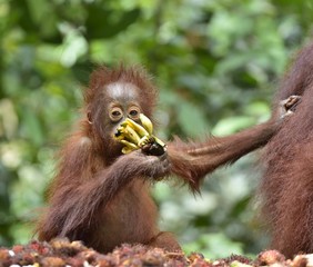 Orangutan cub in a natural habitat. Bornean orangutan (Pongo  pygmaeus wurmmbii) in the wild nature. Rainforest of Island Borneo. Indonesia.