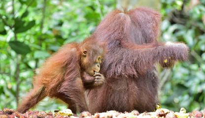 Mother orangutan and cub in a natural habitat. Bornean orangutan (Pongo  pygmaeus wurmmbii) in the wild nature. Rainforest of Island Borneo. Indonesia.
