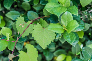heart shaped  jagged leaf on a vine in selective focus