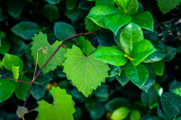 heart shaped  jagged leaf on a vine in selective focus