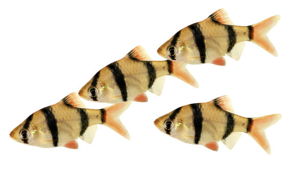 Swarm of Tiger barb or Sumatra barb Puntius tetrazona aquarium fish isolated 
