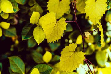 heart shaped  jagged leaf on a vine in selective focus