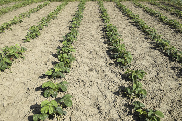 The bed of strawberries in the garden. Strawberry blossoms and b