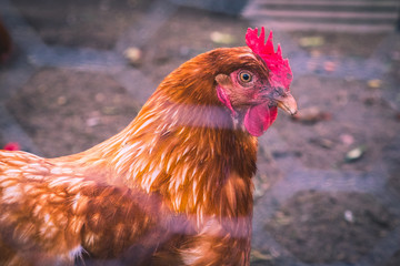 Chicken