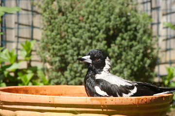 Australian Magpie taking a bath