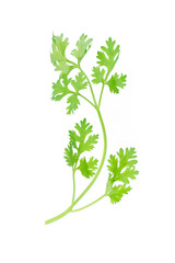 Green coriander leaves isolation on a white background