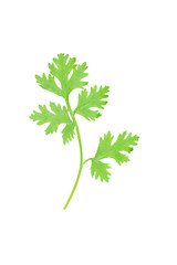 Green coriander leaves isolation on a white background