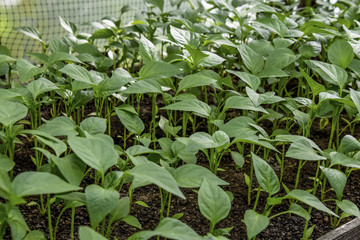 Seedlings of pepper. Pepper in greenhouse cultivation. Seedlings