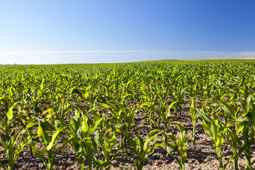 Cornfields in field