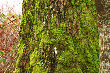 a picture of an Pacific Northwest old growth Big leaf maple tree