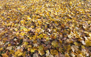 fallen autumn leaves