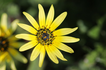 pollen on the stamen of a yellow capeweed flower (Arctotheca calendula)
