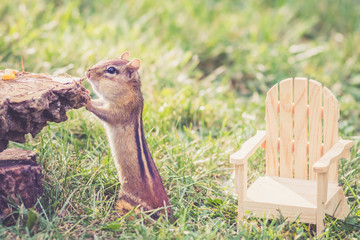 Eastern Chipmunk (Tamias Striatus) peers over stump