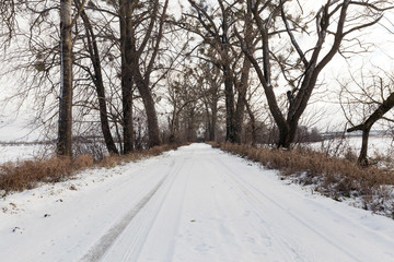 trees on roadside