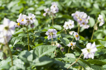 flower of a potato, close-up