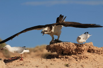 Osprey fights off seagulls trying to steal it's fish