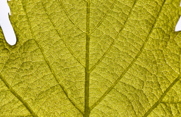 green leaf of grapes