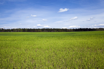Obraz premium field in spring