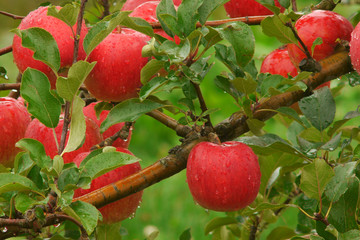 林檎の木 © hoshi