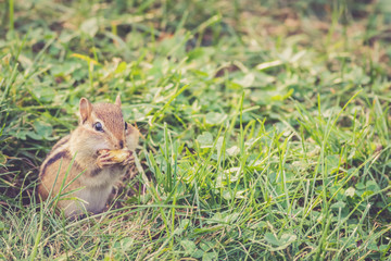 Eastern Chipmunk (Tamias Striatus) gathers nuts and seeds for fall 