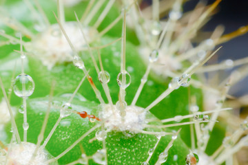 close up  macro of a cactus with morning dew on it
