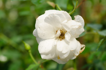 White rose flower blossom in a garden