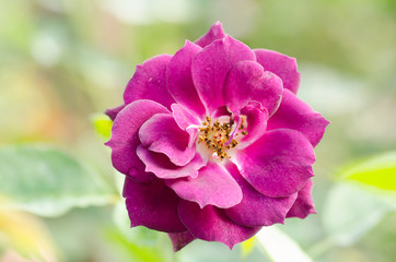 Purple roses flower blossom in a garden