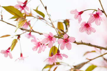 Pink Cherry Blossom in winter season, Chiangmai, Thailand