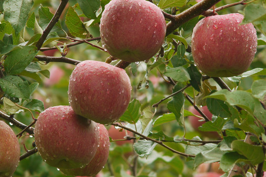 リンゴの木 のストック写真 ロイヤリティフリーの画像 ベクター およびビデオ Adobe Stock