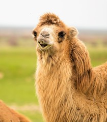 portrait of a camel spring